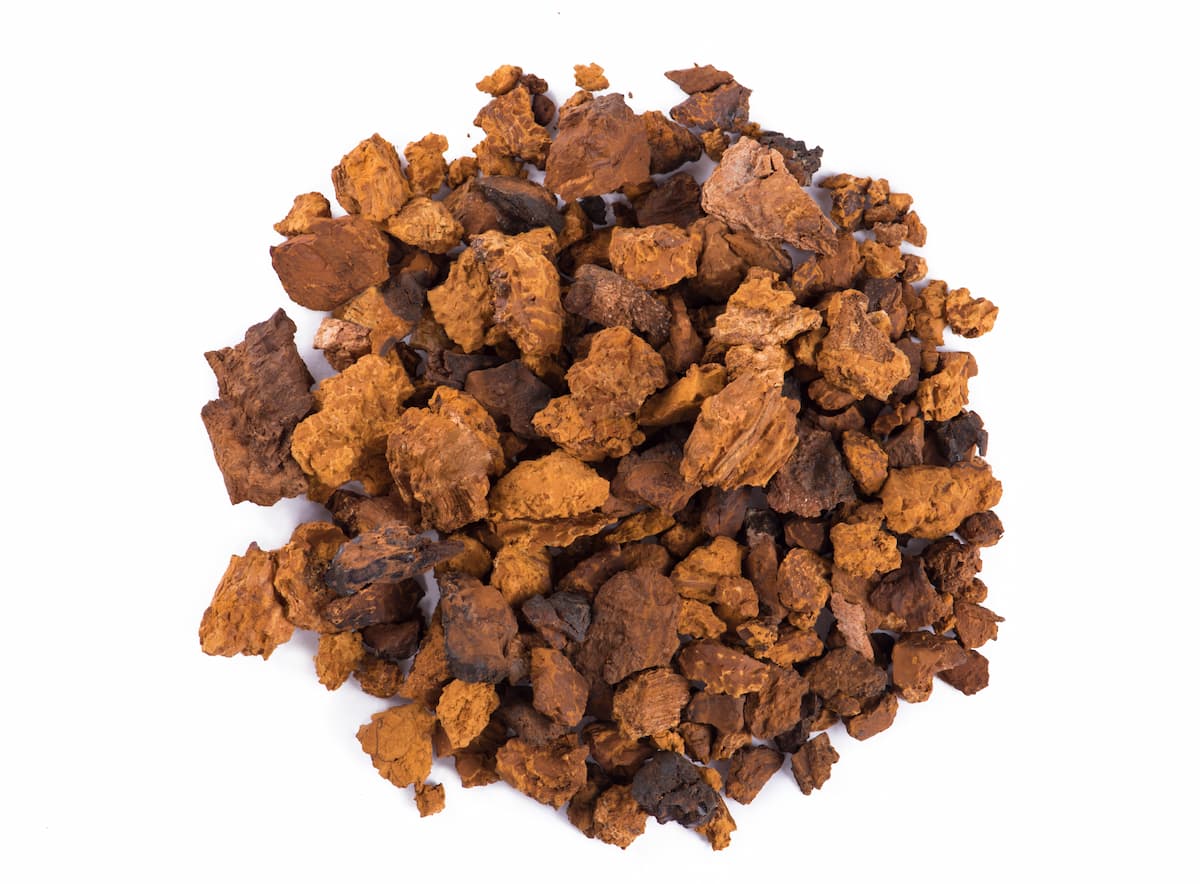 Chaga mushroom - properties, what it helps, contraindications