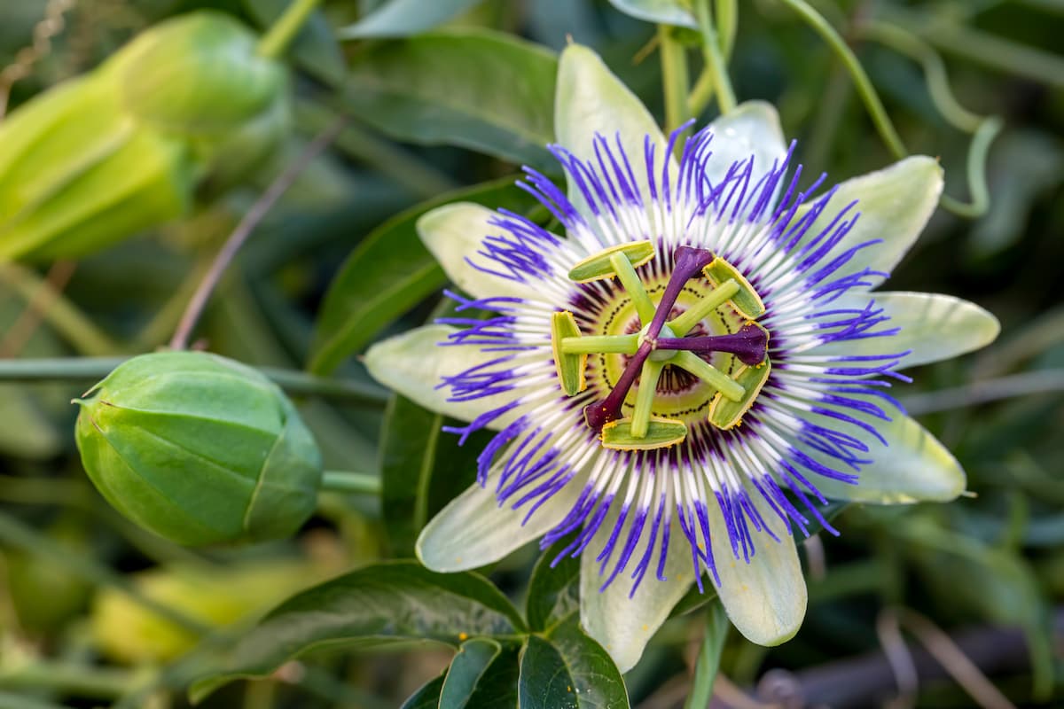 Męczennica (passiflora) – właściwości, przeciwwskazania, skutki uboczne